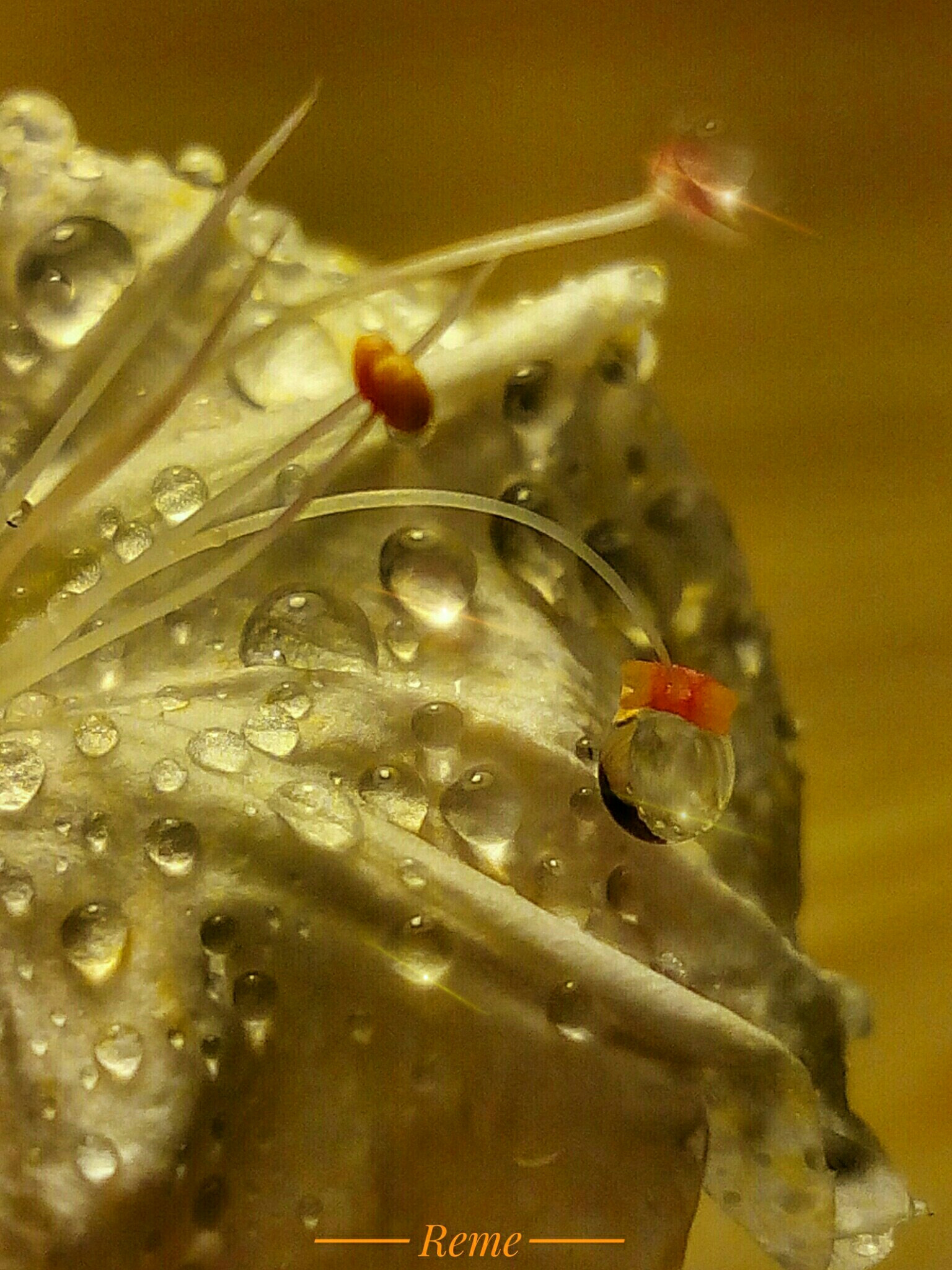 bq Aquaris E5 HD sample photo. Gotas de lluvia photography
