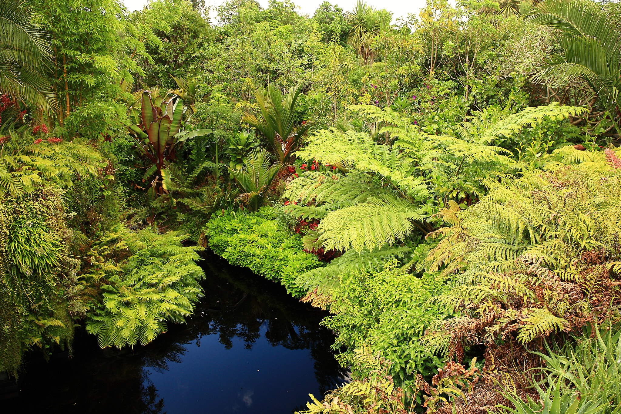 Canon EF 24-70mm F4L IS USM sample photo. Fern gully photography