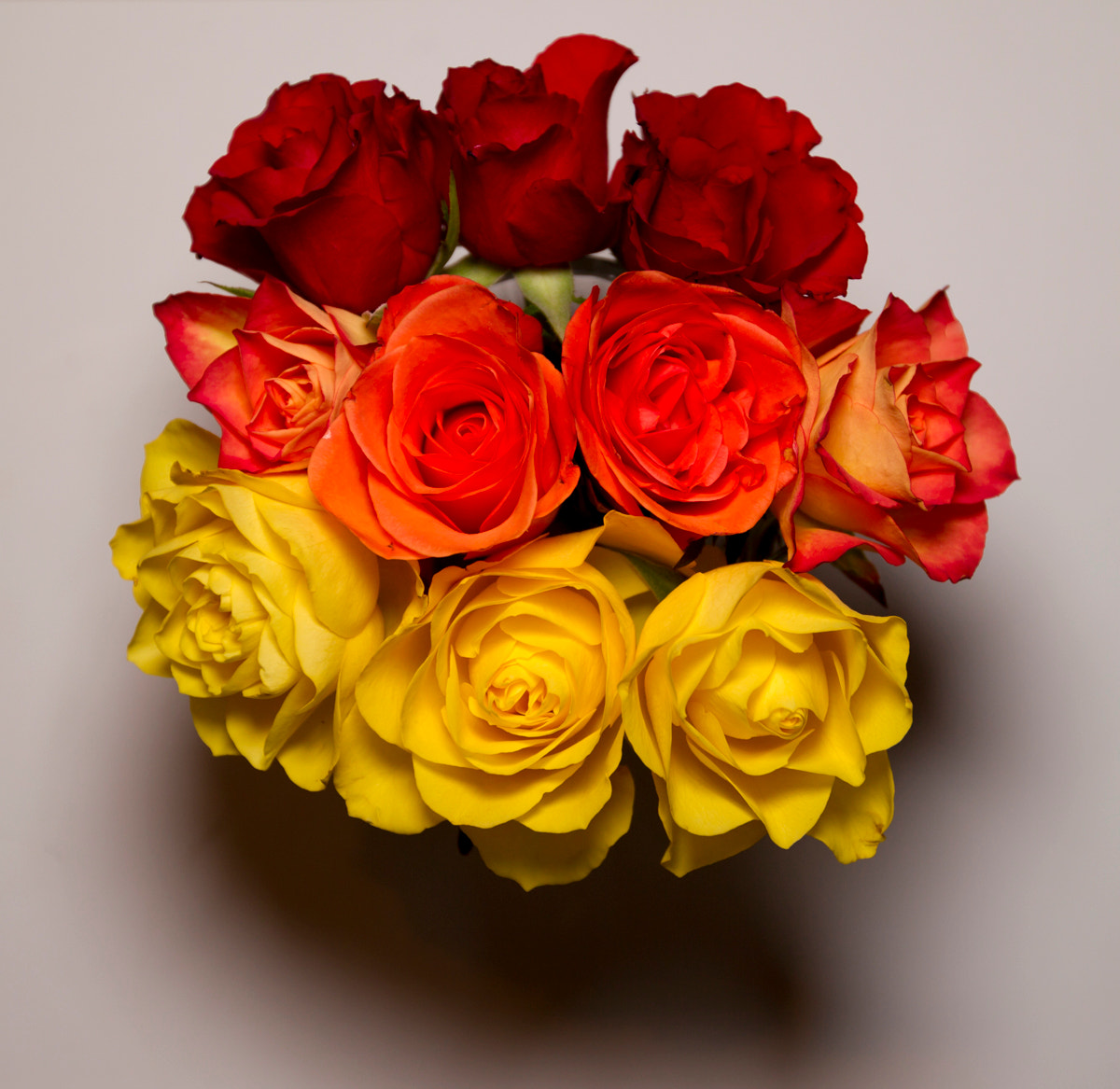 Canon EOS-1D Mark IV sample photo. 3 colour roses photography