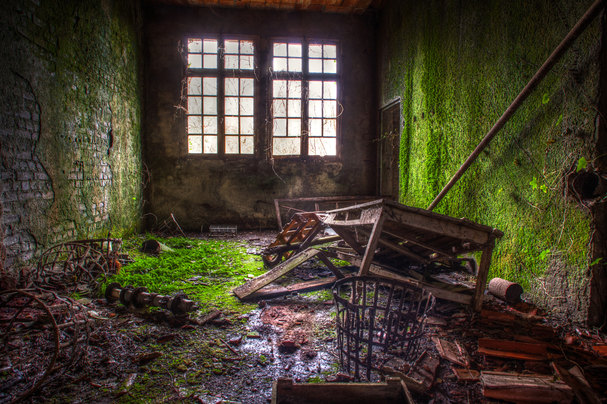 Canon EF 20-35mm F3.5-4.5 USM sample photo. Invasion verte photography