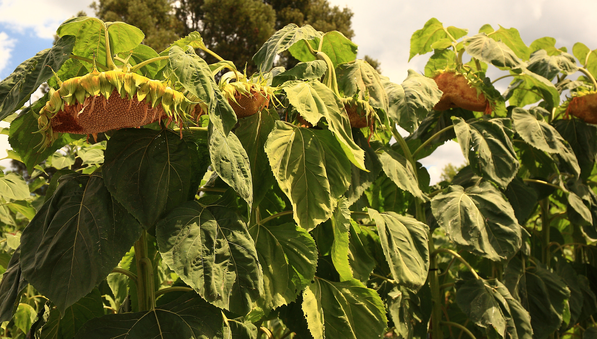 Canon EF 24-70mm F4L IS USM sample photo. Sad sunflowers photography