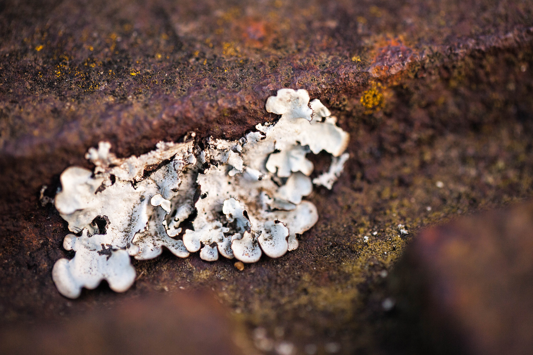 Canon EOS 5D Mark II + Tamron SP AF 60mm F2 Di II LD IF Macro sample photo. Lichen photography