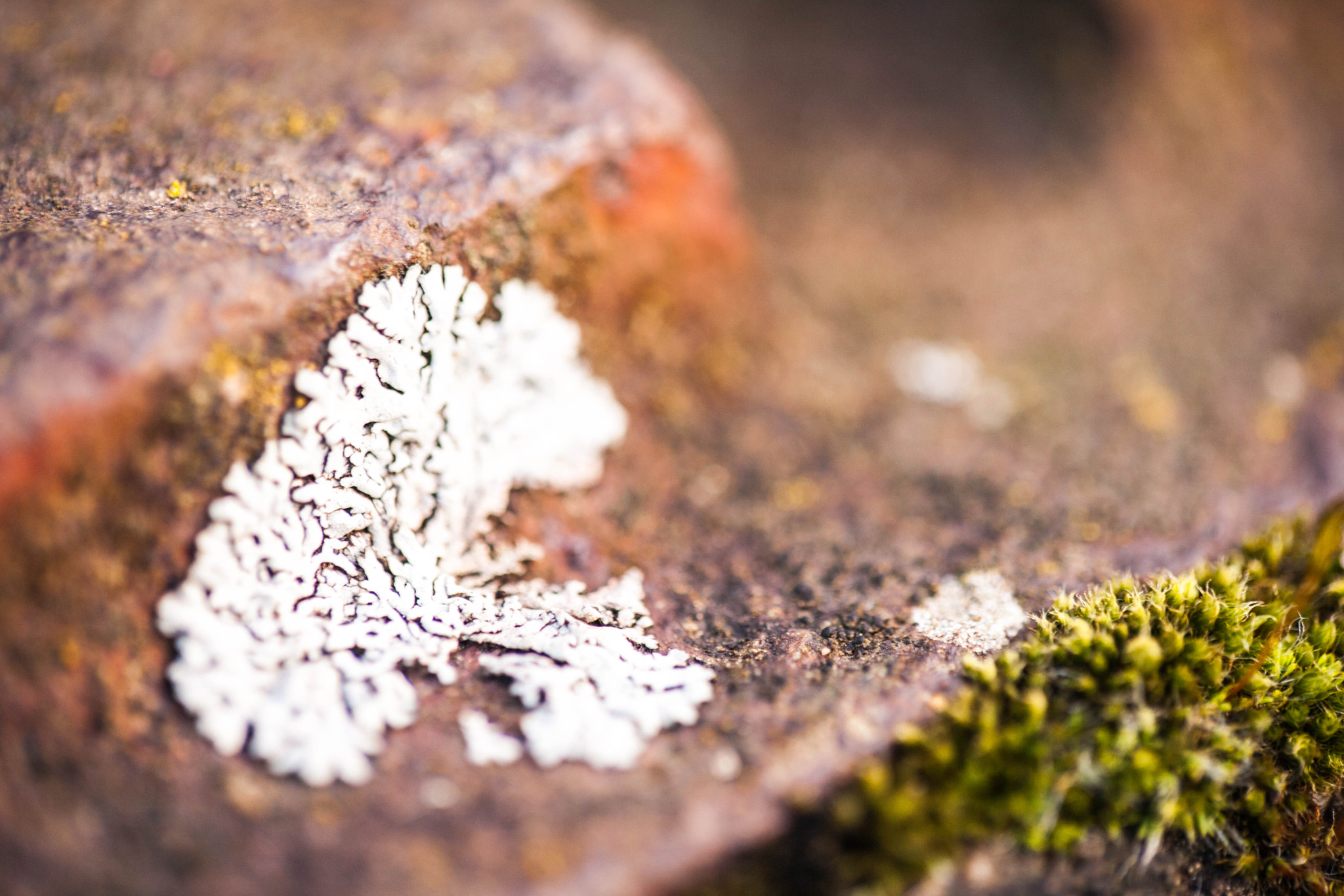 Canon EOS 5D Mark II + Tamron SP AF 60mm F2 Di II LD IF Macro sample photo. Lichen photography