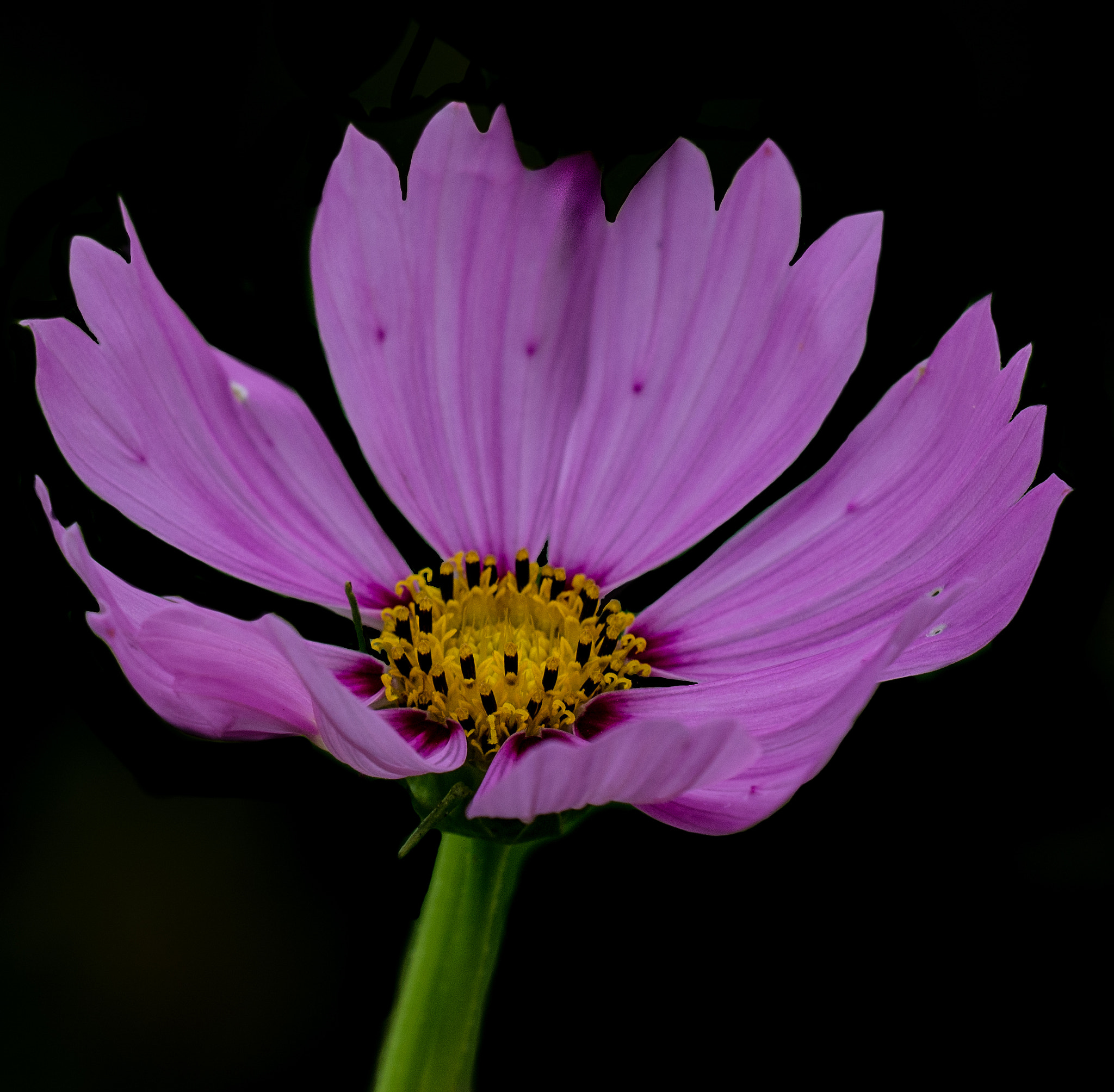 Sigma 150mm F2.8 EX DG OS Macro HSM sample photo. Peaceful in purple photography
