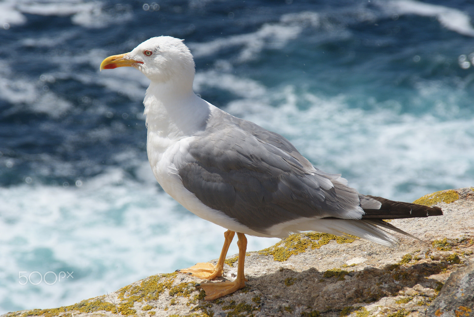 Sony Alpha DSLR-A330 sample photo. Gaviota photography