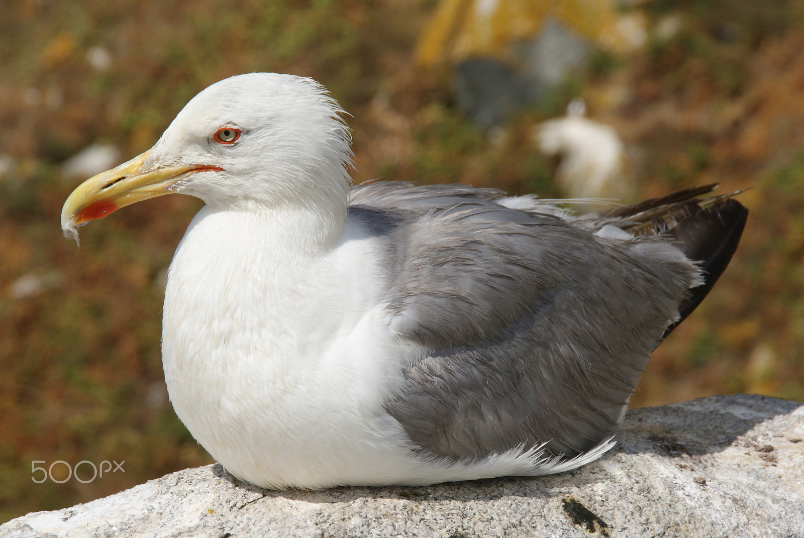 Sony Alpha DSLR-A330 sample photo. Gaviota photography