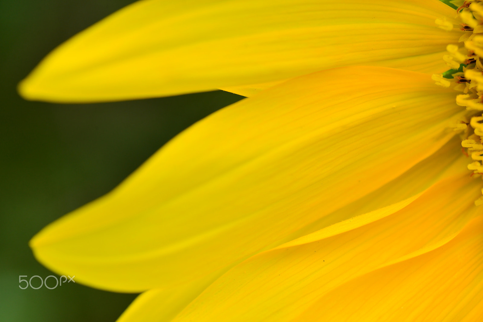 Nikon D600 sample photo. The yellow tone. photography