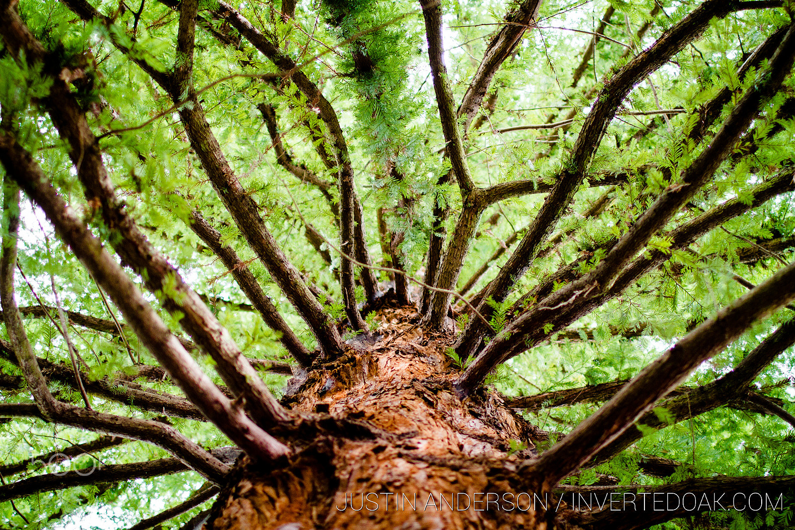 Canon EOS 7D + Canon EF 35mm F1.4L USM sample photo. Redwood path photography