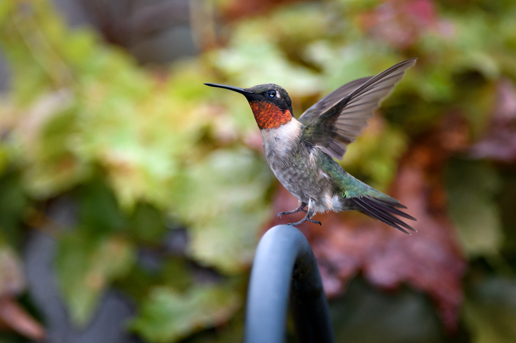 Nikon AF-S Nikkor 200-400mm F4G ED-IF VR sample photo. Ruby throated hummingbird photography