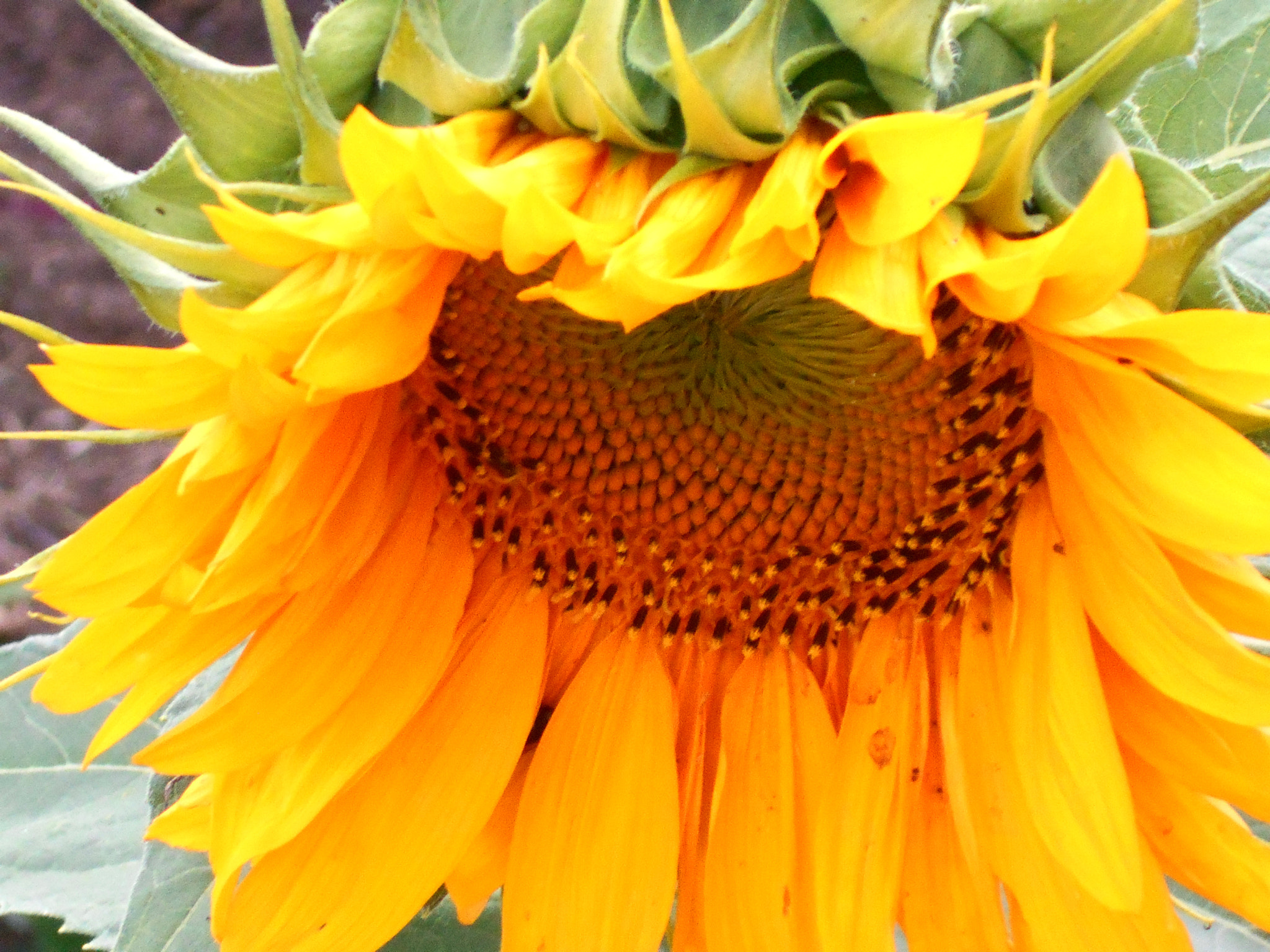 Nikon COOLPIX L30 sample photo. Sunflower praying copy photography