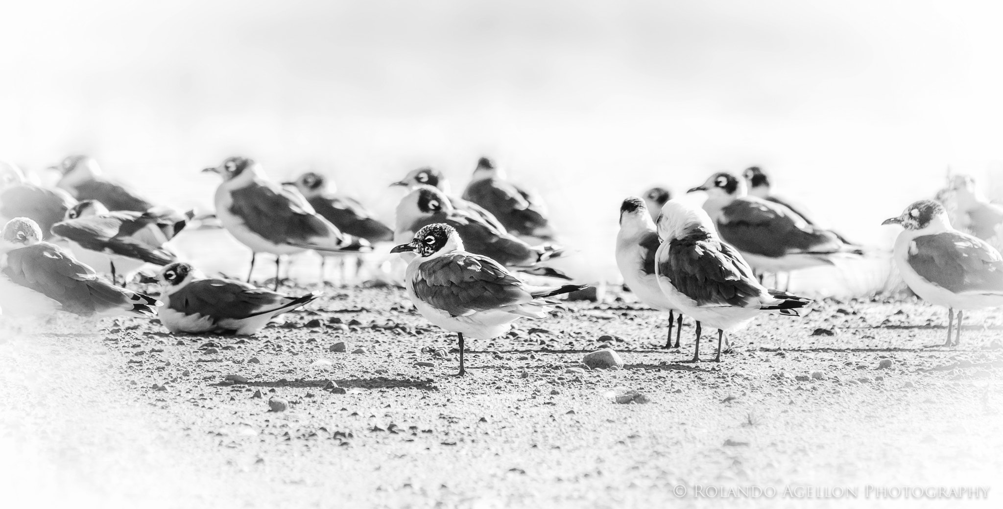 Sigma 120-400mm F4.5-5.6 DG OS HSM sample photo. Franklin's gull 2 photography