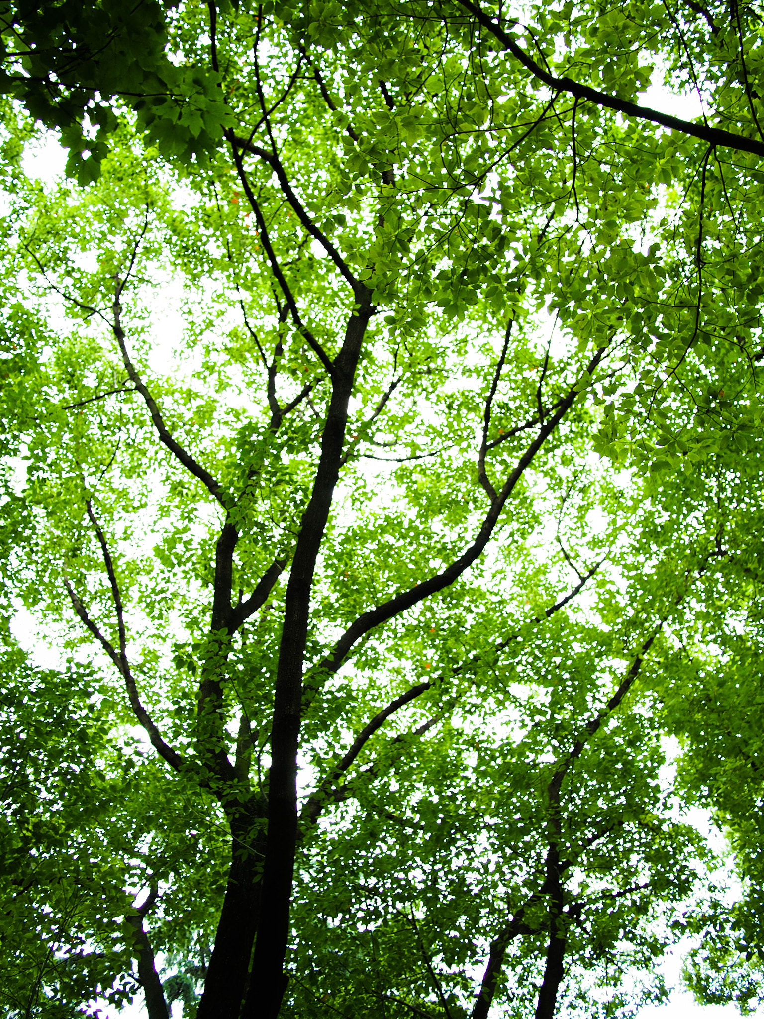 Olympus PEN E-P5 + Panasonic Lumix G 20mm F1.7 ASPH sample photo. Tree  photography