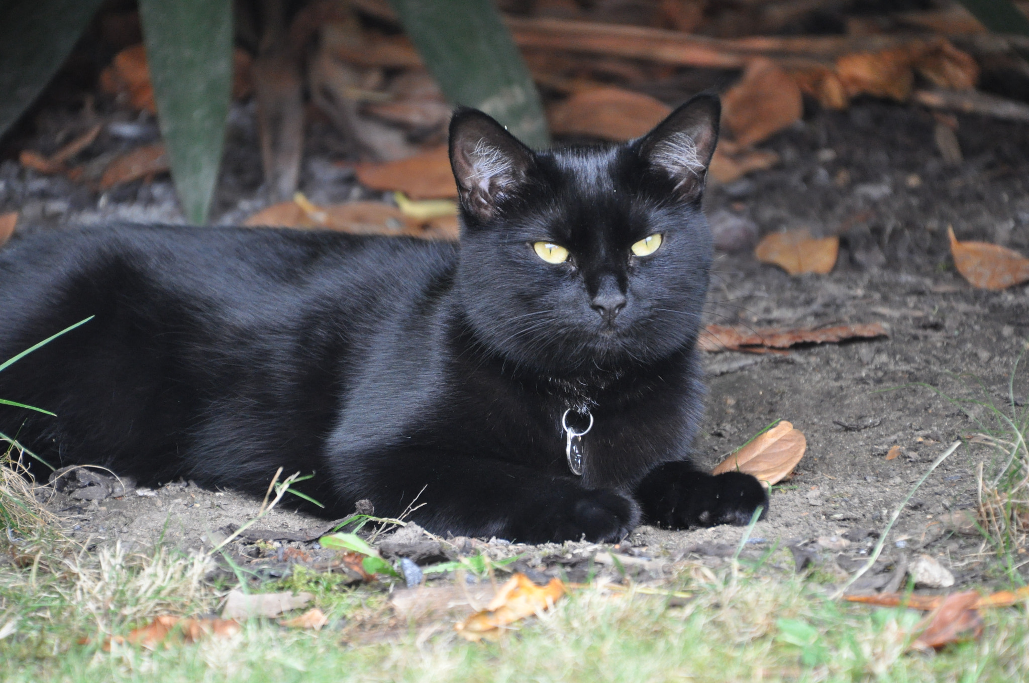 Nikon D5000 sample photo
