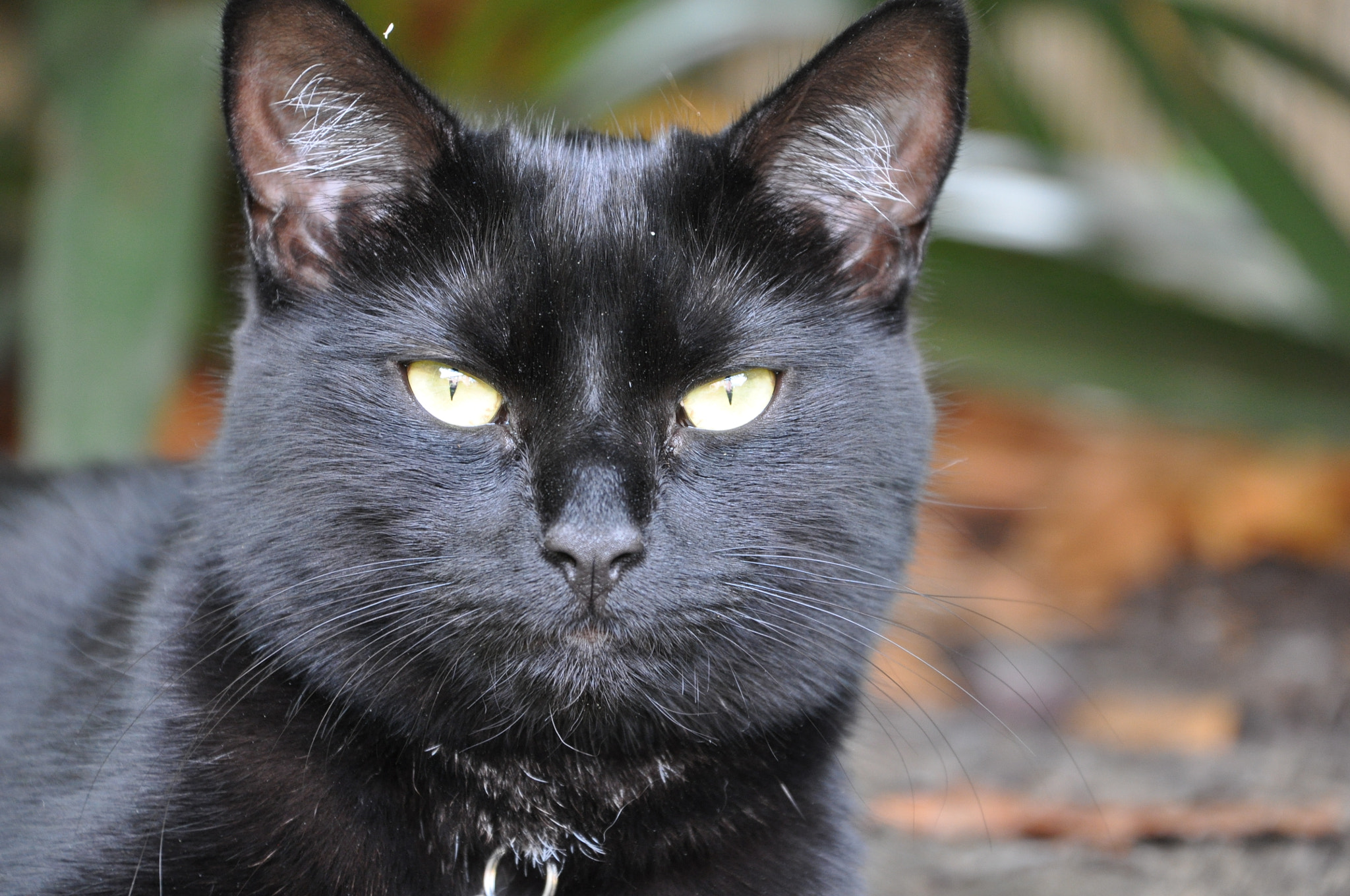 Nikon D5000 sample photo
