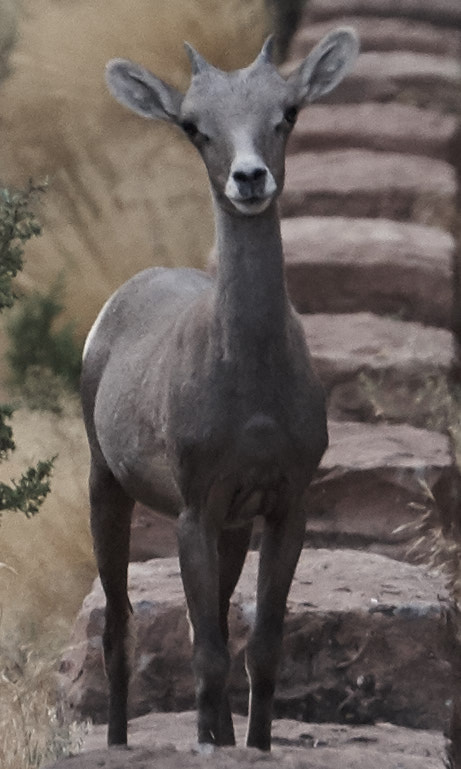 Sony a7 + Sony E 55-210mm F4.5-6.3 OSS sample photo. Colorado national monument big horn sheep baby photography