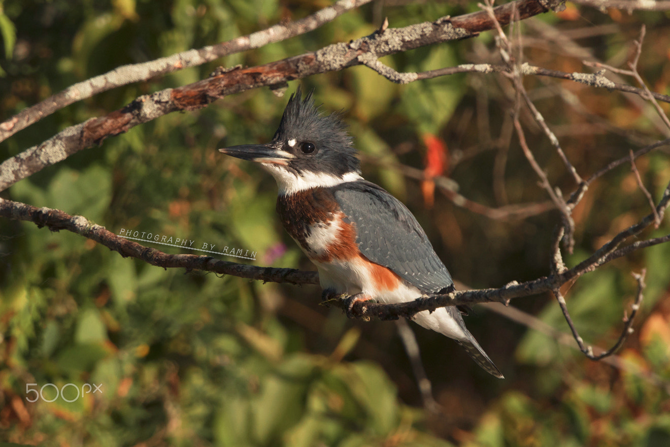 Canon EF 500mm F4L IS II USM sample photo. My good side ii photography