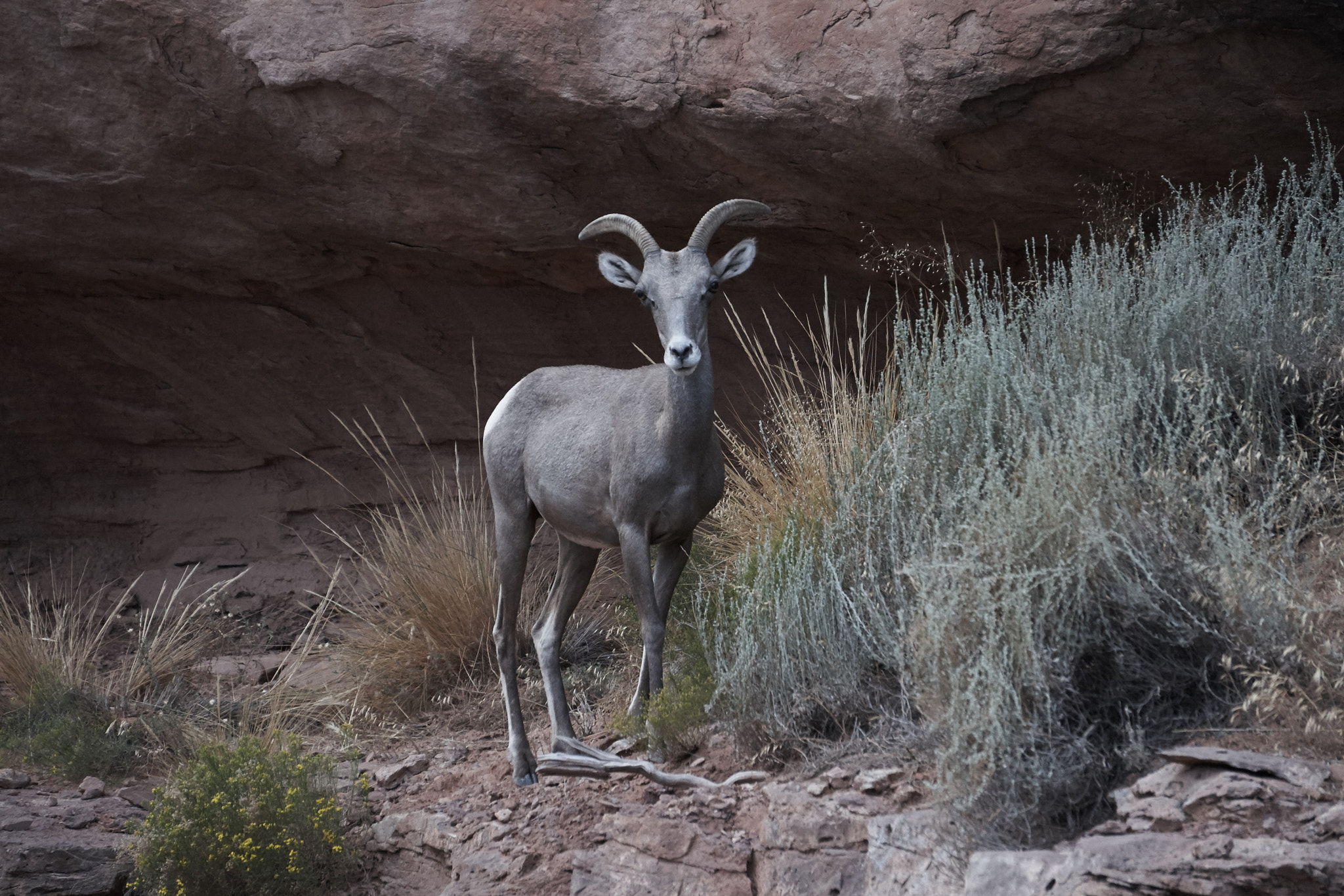 Sony a7 + Sony E 55-210mm F4.5-6.3 OSS sample photo. Colorado national monument big horn sheep momma copy photography