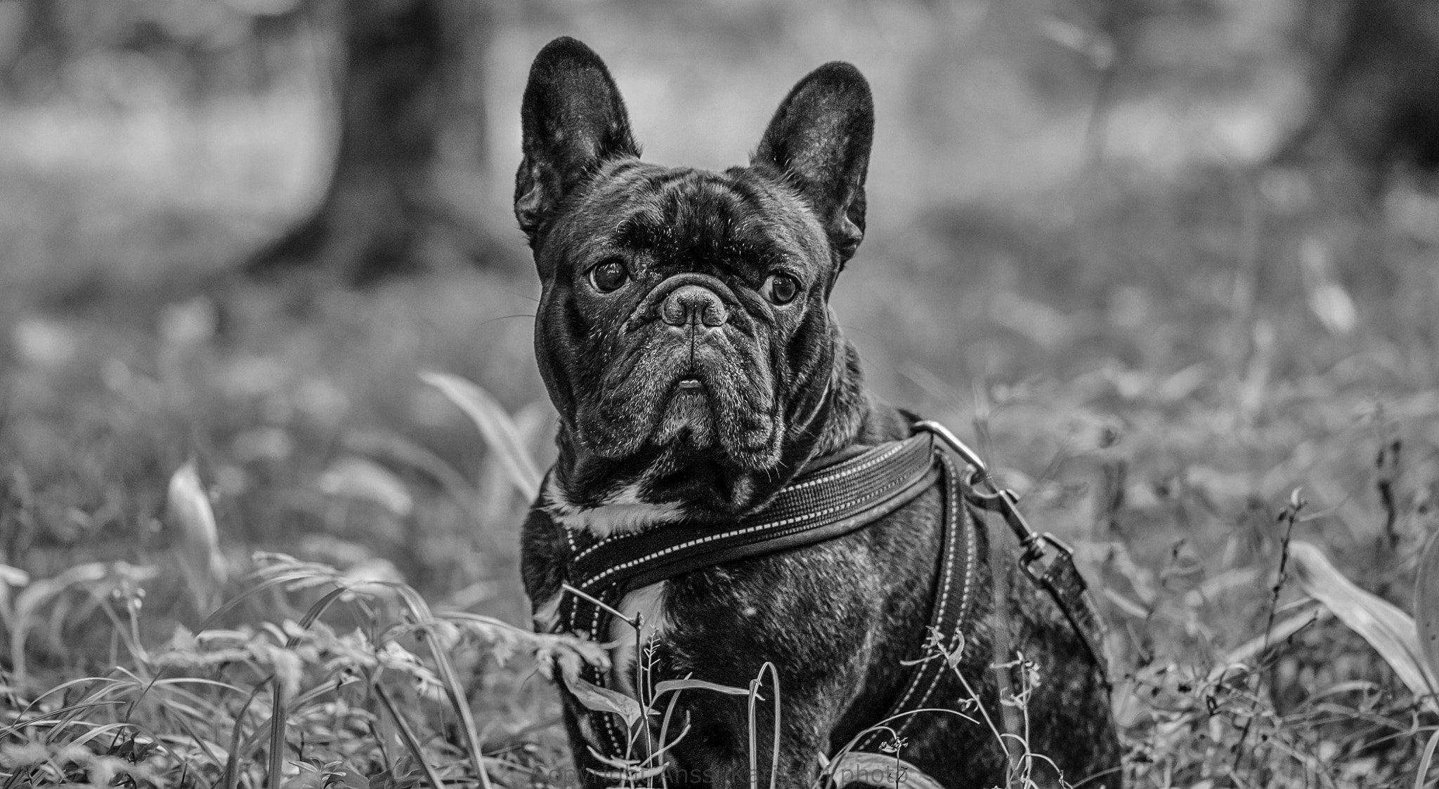 Sigma 105mm F2.8 EX DG OS HSM sample photo. Bw wait photography