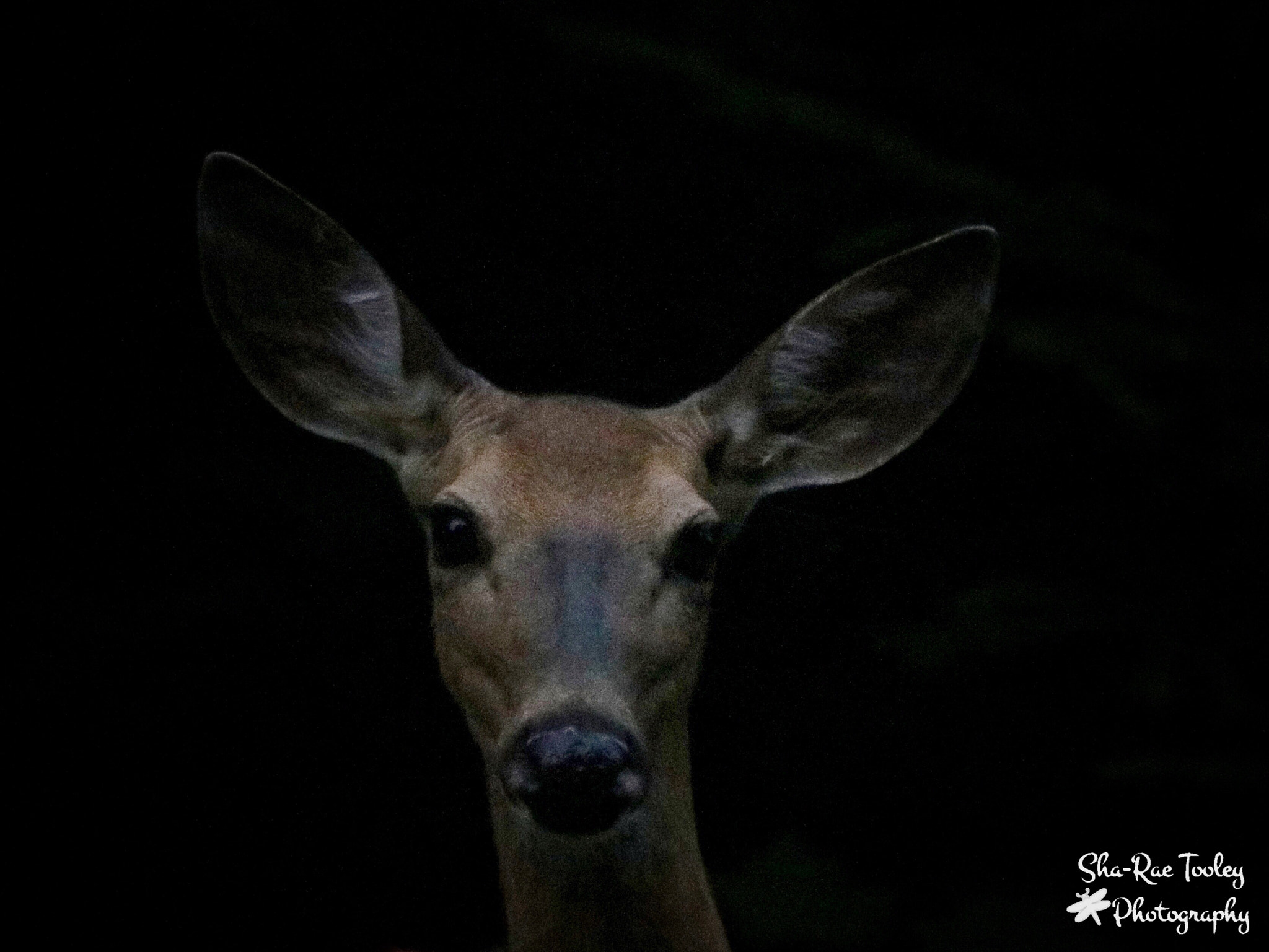 Canon EF 70-300mm F4-5.6 IS USM sample photo. White-tailed deer photography