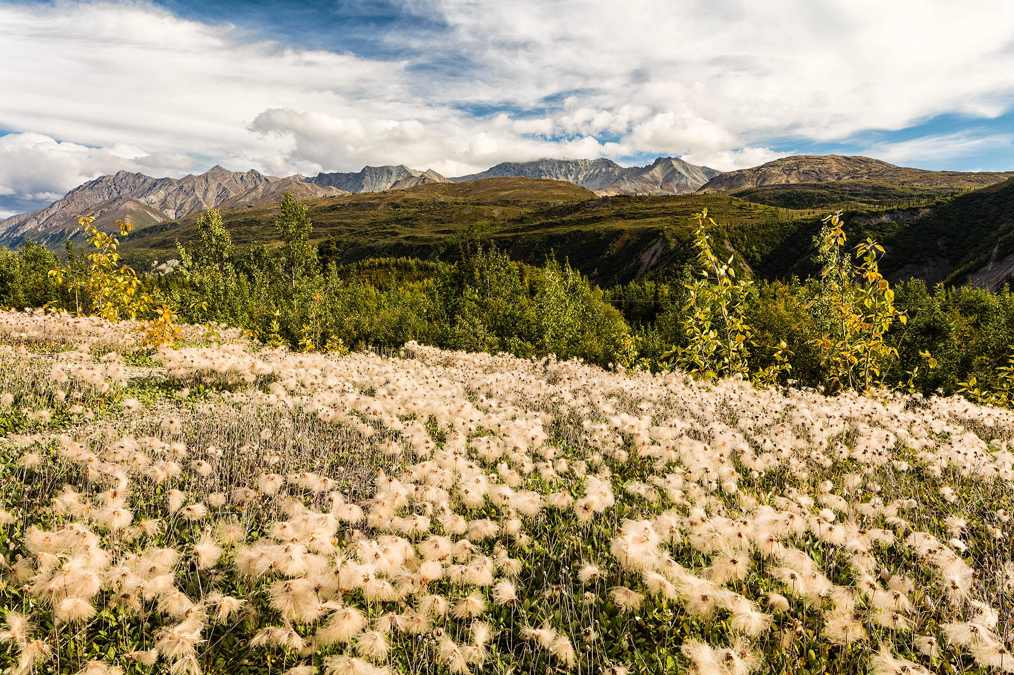 Canon TS-E 24.0mm f/3.5 L II sample photo. Yellow dryas photography
