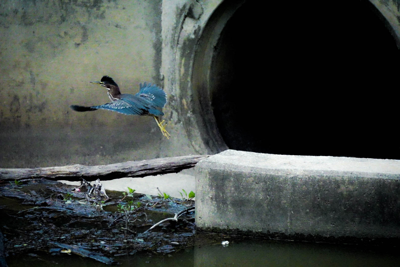 Sony a5100 sample photo. Green heron photography