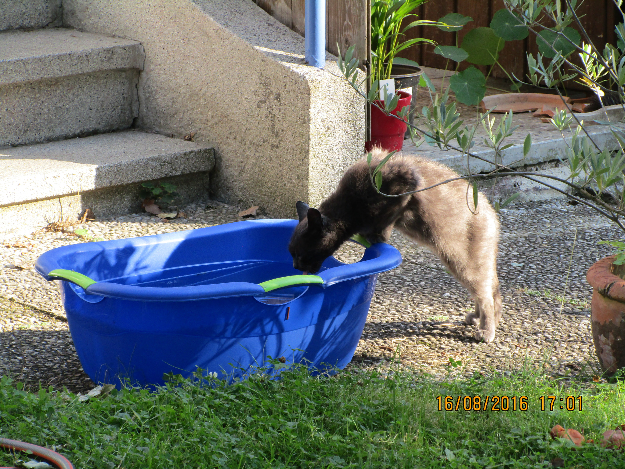 Canon PowerShot ELPH 170 IS (IXUS 170 / IXY 170) sample photo. Katze trinkt pool leer cat's drinking up the pool photography