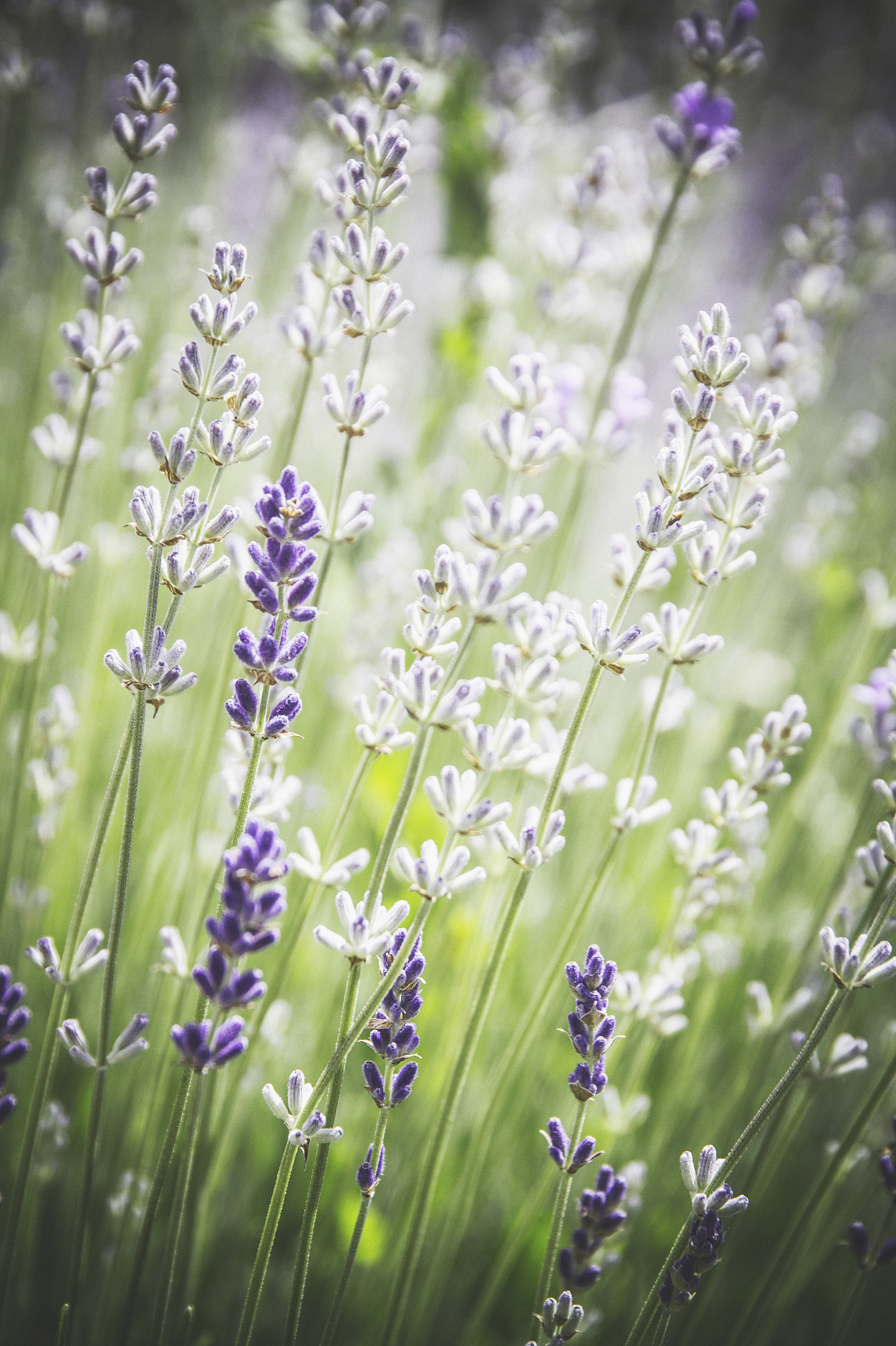 Sigma 24-105mm f/4 DG OS HSM | A sample photo. Almost wild.... photography
