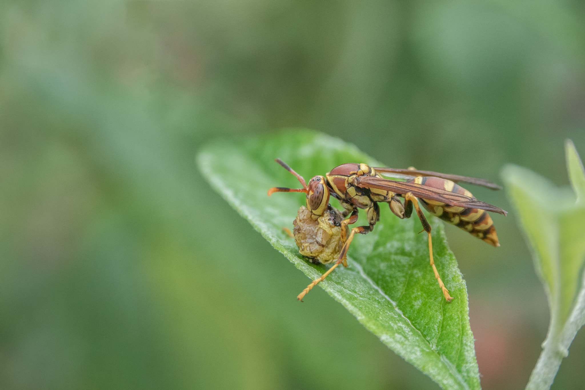 AF Zoom-Nikkor 28-105mm f/3.5-4.5D IF sample photo. Wasp photography