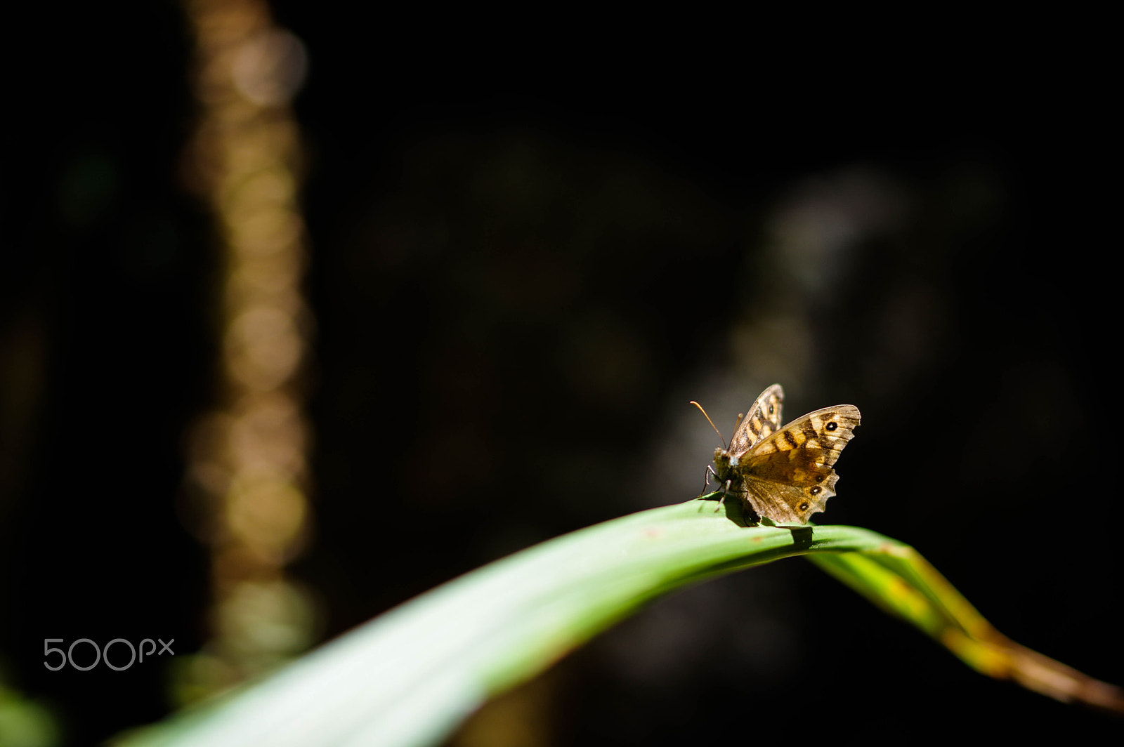 Pentax K-3 sample photo. Fragile nature photography