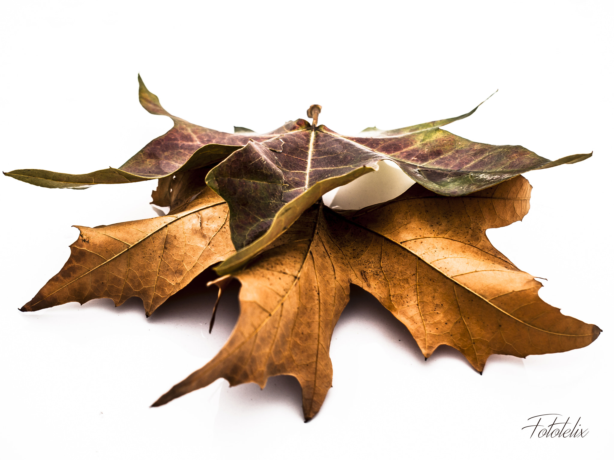 Olympus E-30 sample photo. On leaves photography