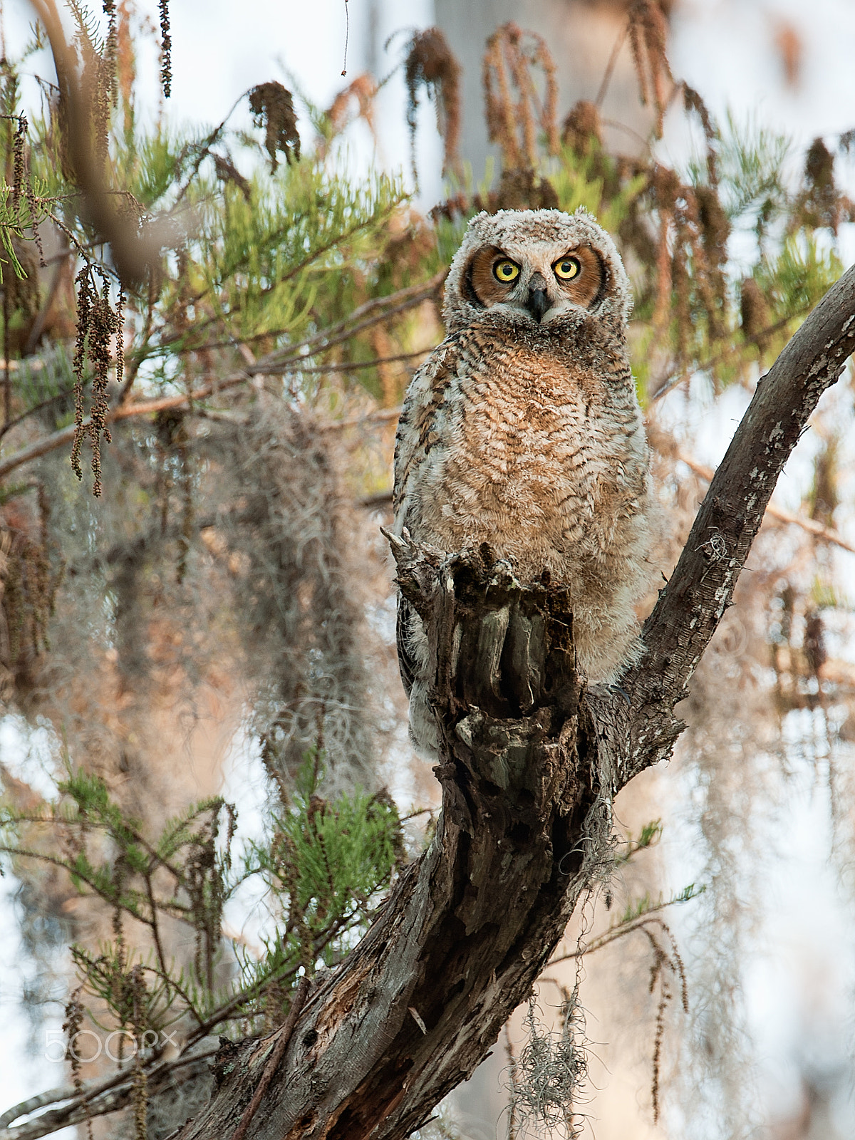 Canon EOS 5D + Canon EF 500mm F4L IS USM sample photo. Great horned owl chick posing photography