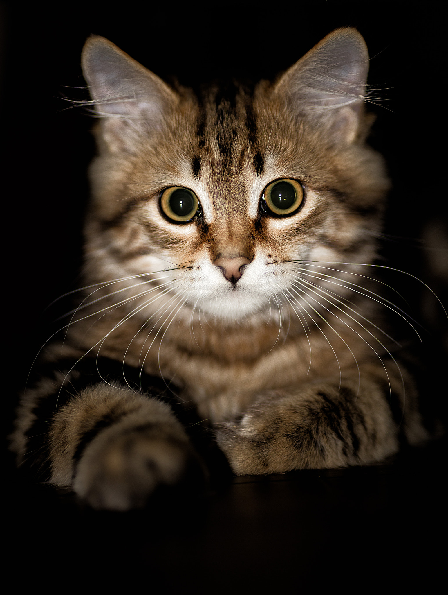 Canon EOS 5DS R + Canon EF 135mm F2L USM sample photo. Jackson photography