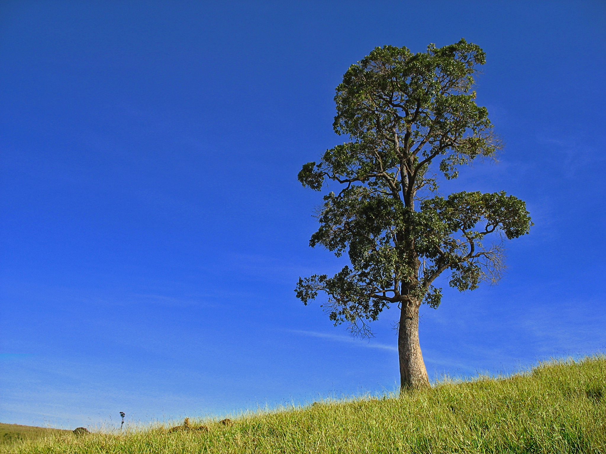 Canon POWERSHOT A610 sample photo. Tree photography