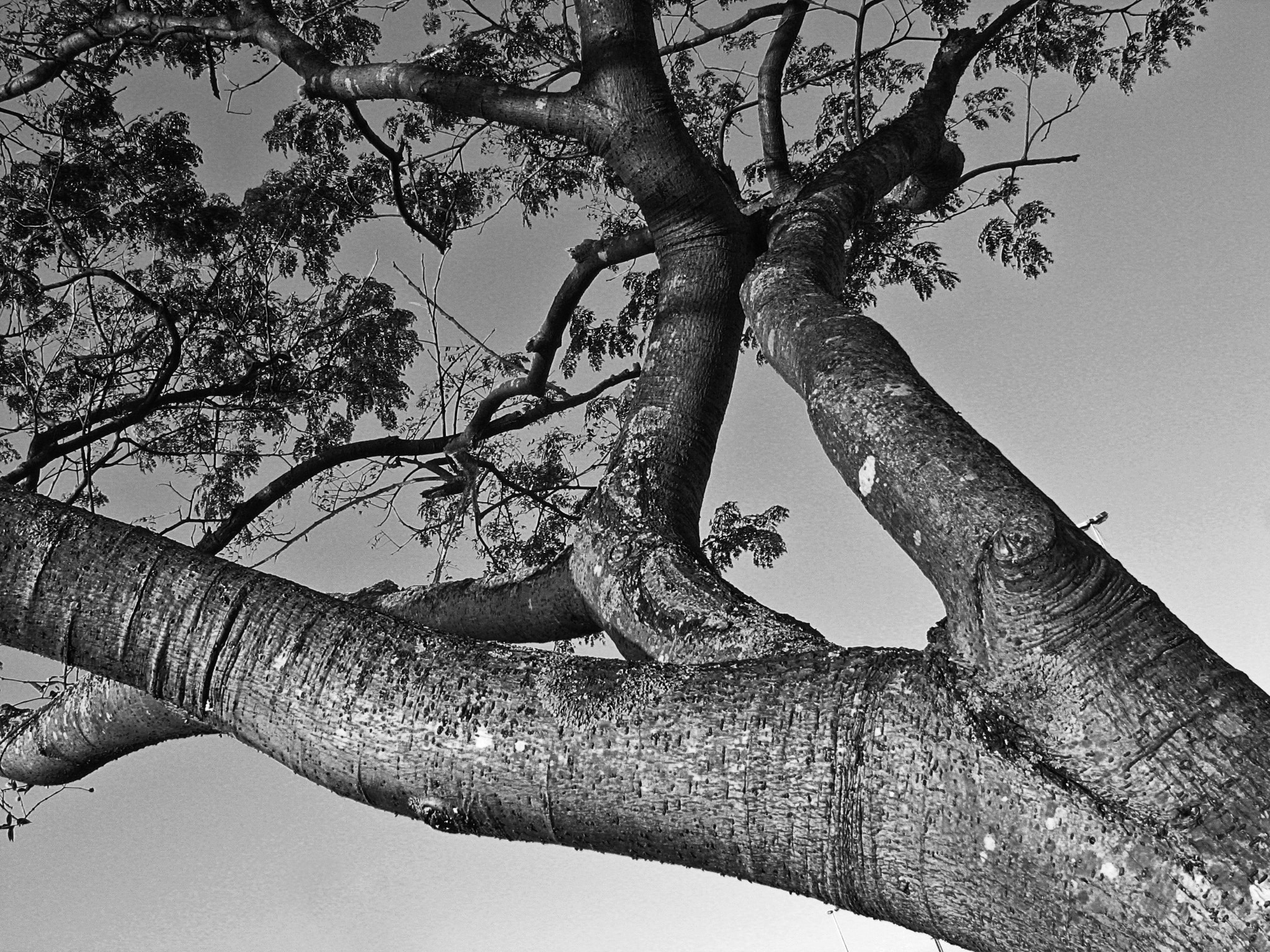 Canon POWERSHOT A610 sample photo. Tree photography