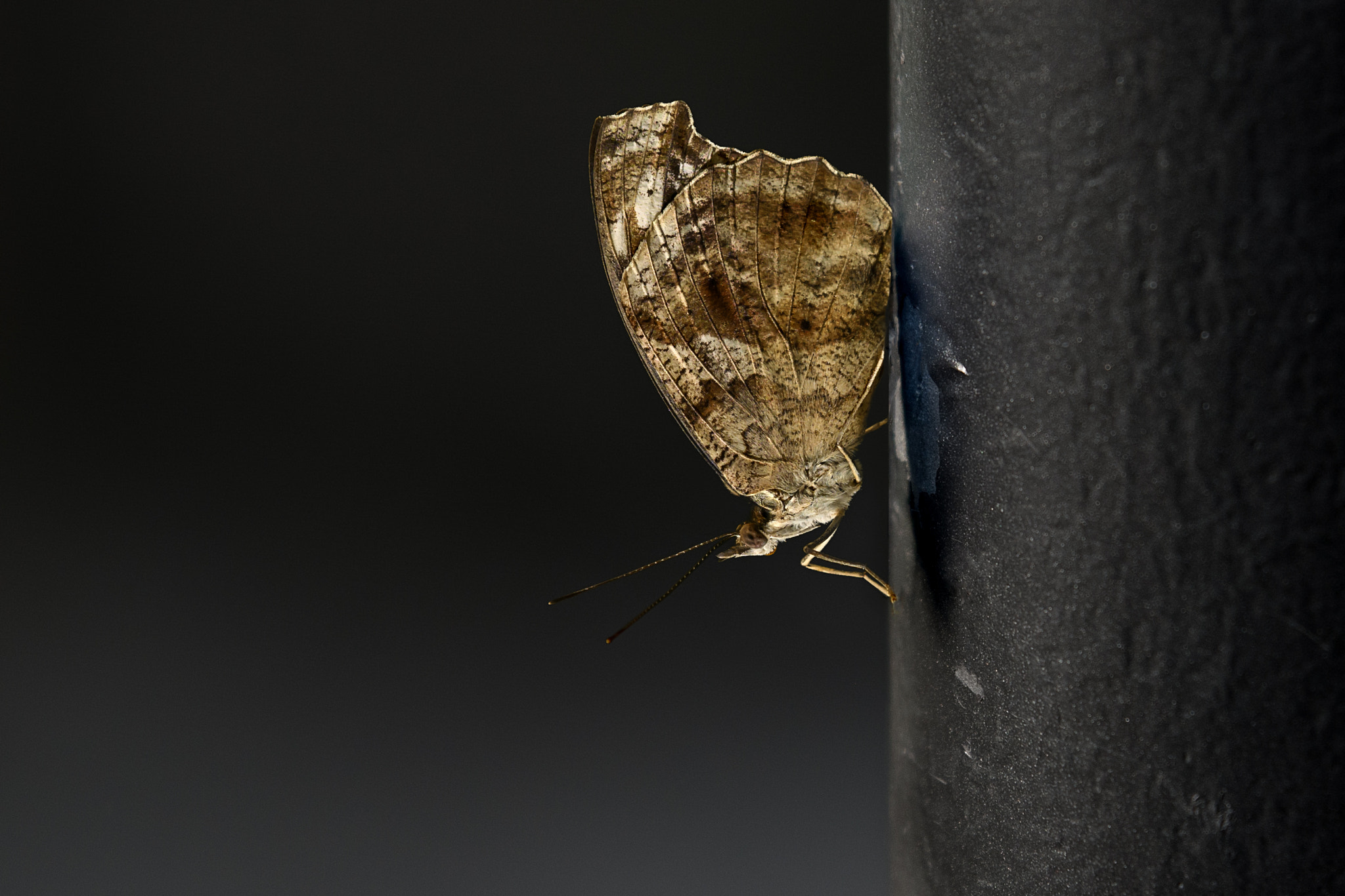 Tamron SP 70-200mm F2.8 Di VC USD sample photo. Butterfly photography