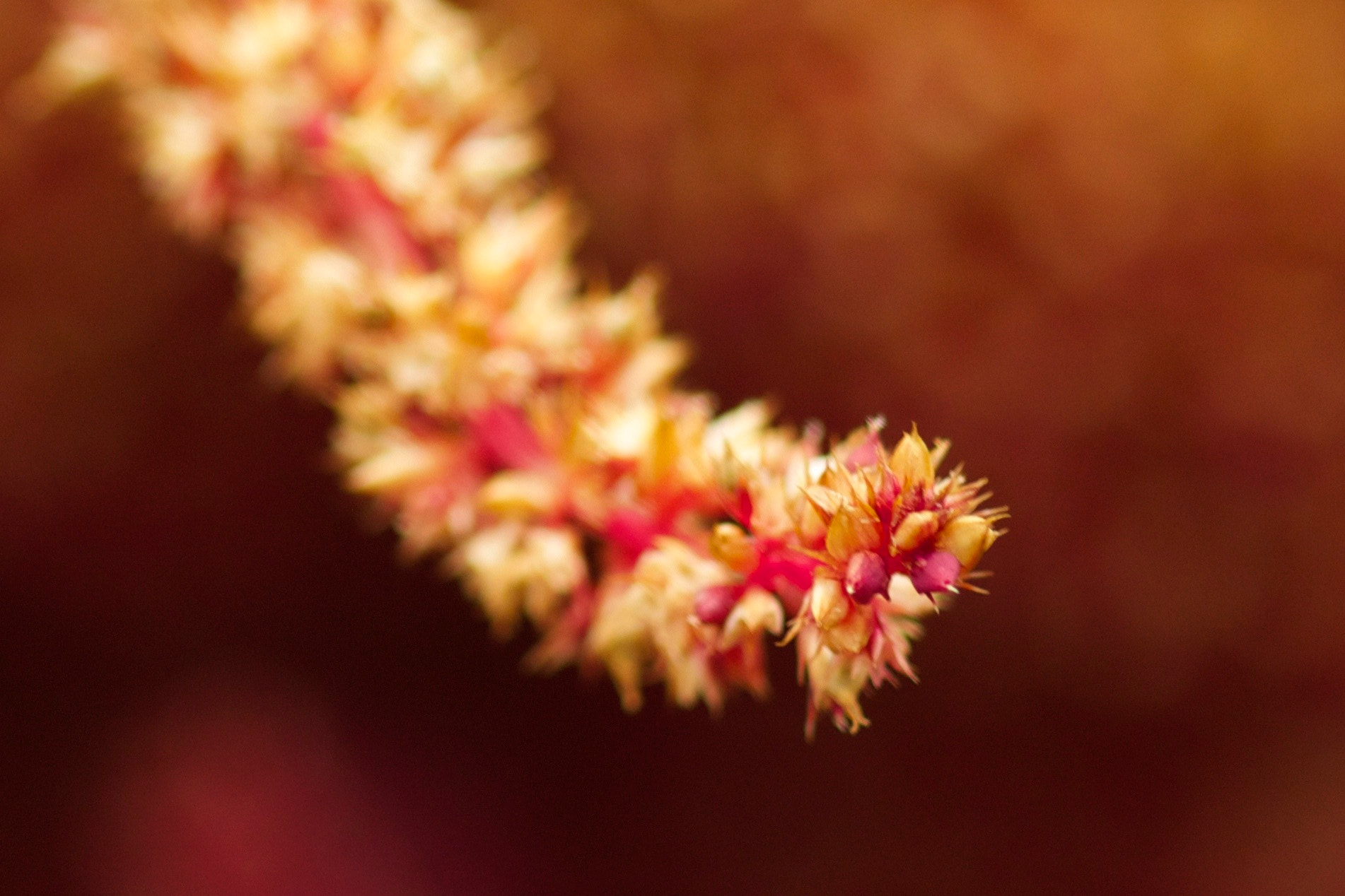 Canon EF 100mm F2.8 Macro USM sample photo. Red photography