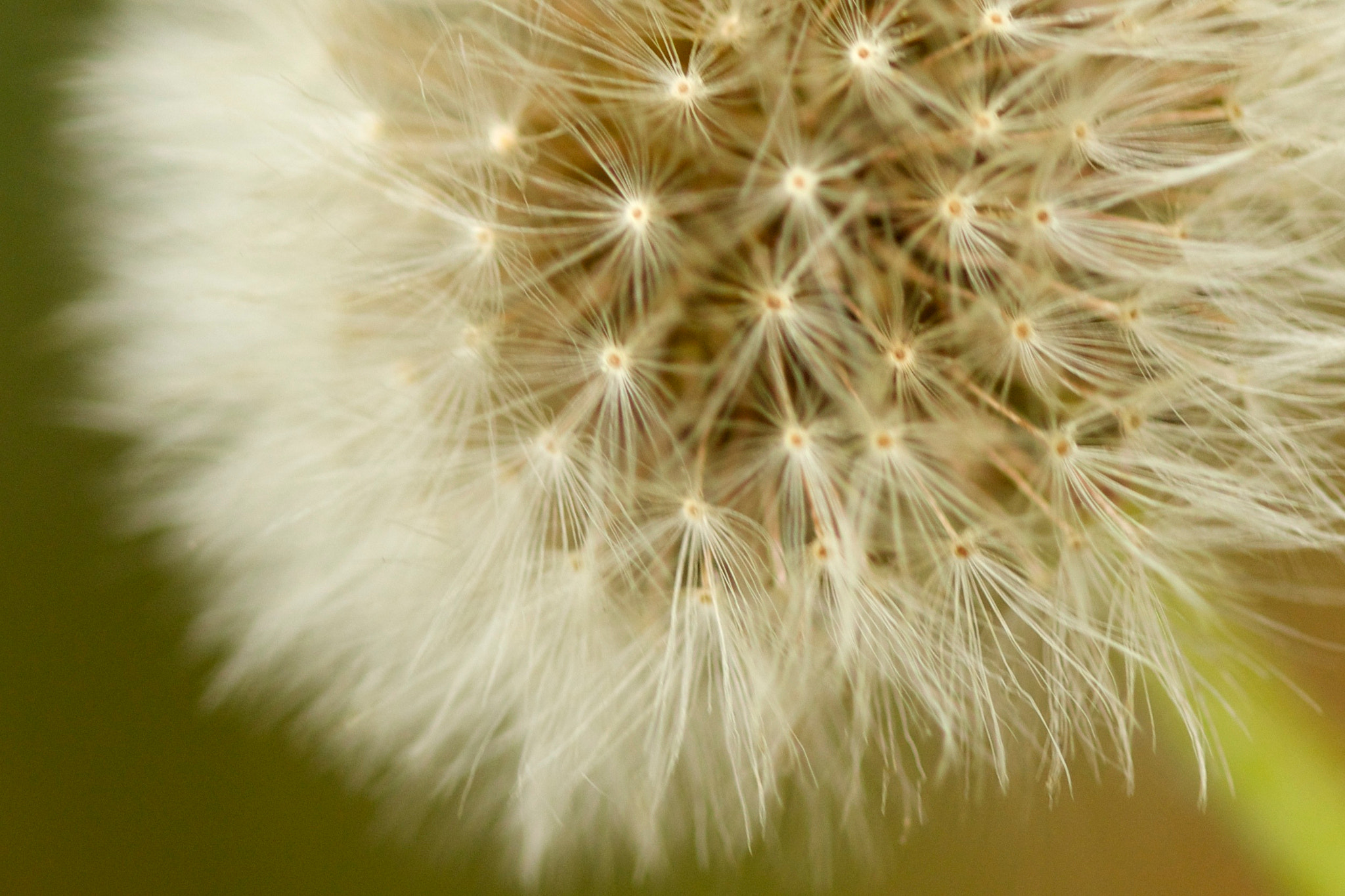 Canon EF 100mm F2.8 Macro USM sample photo. Wish photography