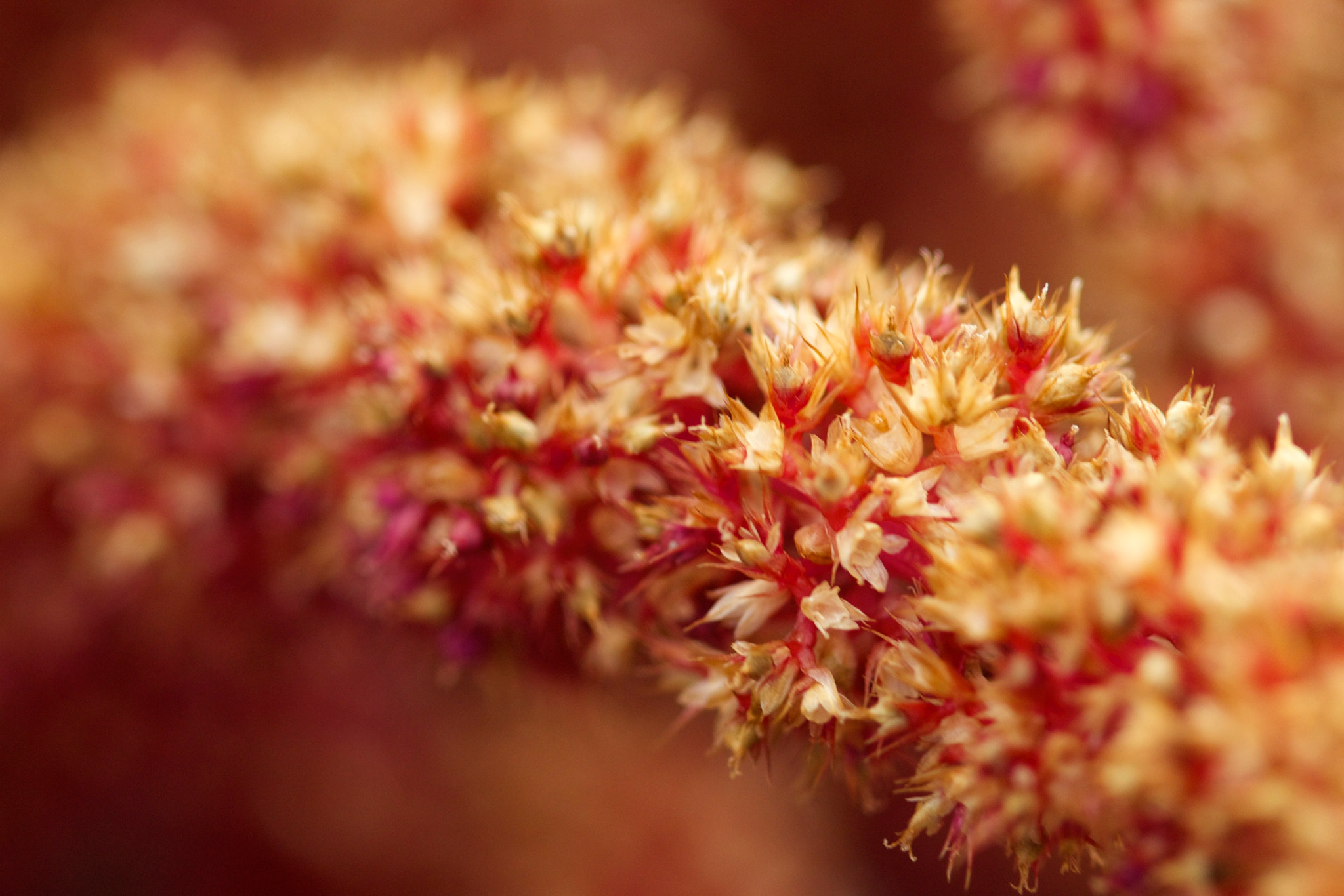 Canon EF 100mm F2.8 Macro USM sample photo. Red 2 photography