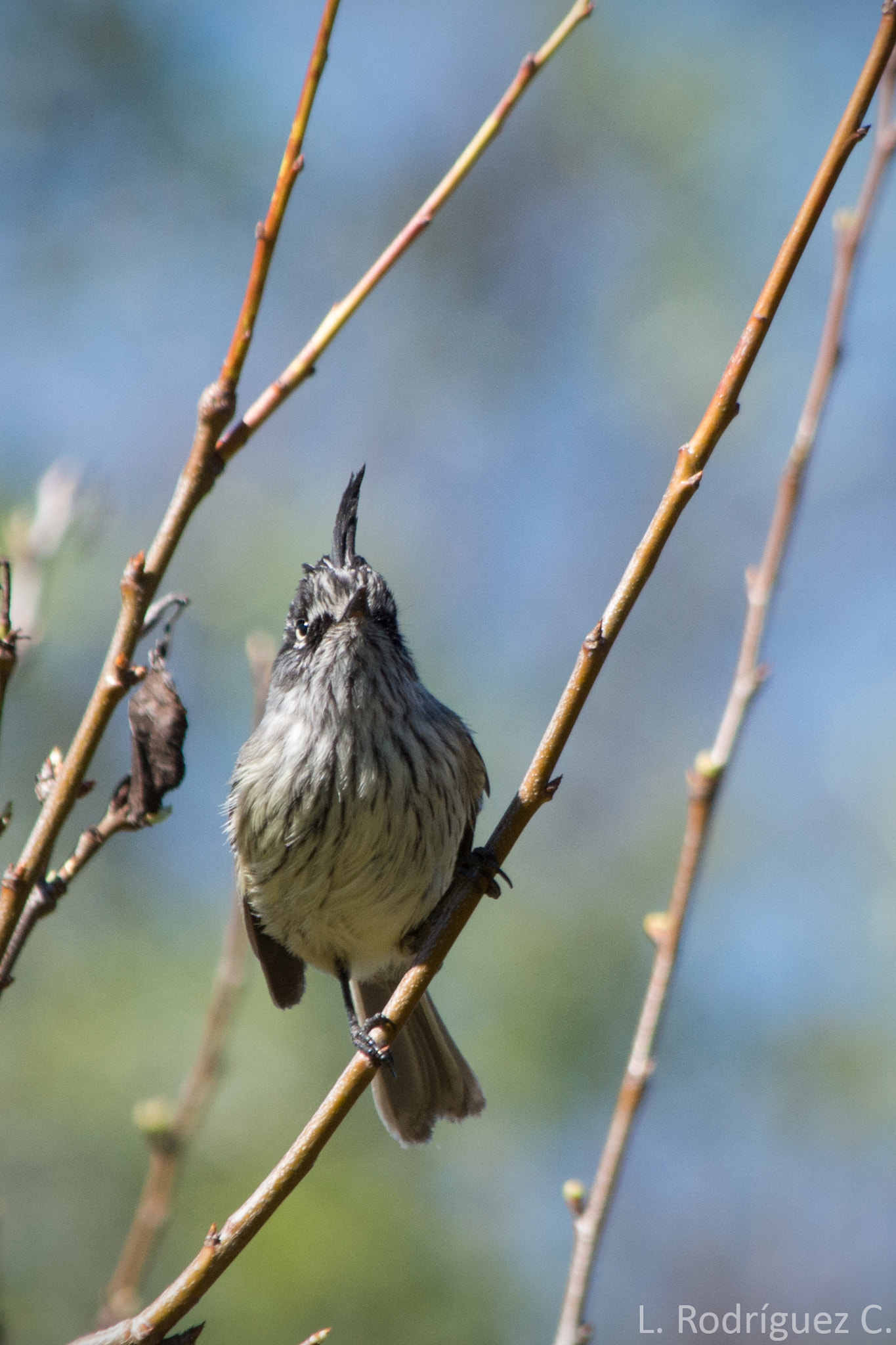 smc PENTAX-DA L 55-300mm F4-5.8 ED sample photo. Cachudito - tufted tit-tyrant photography