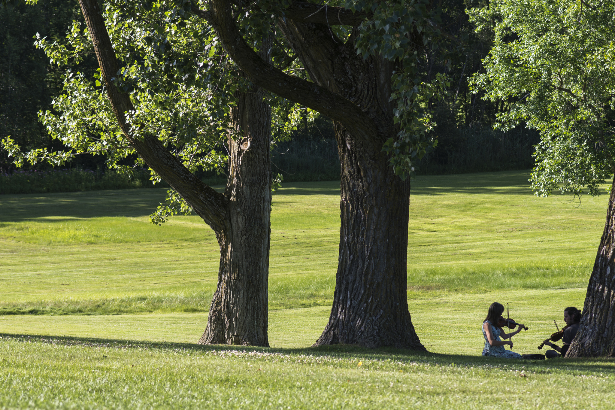 Nikon D7200 + Sigma 50-150mm F2.8 EX APO DC HSM sample photo. Violons à l'ombre des arbres photography