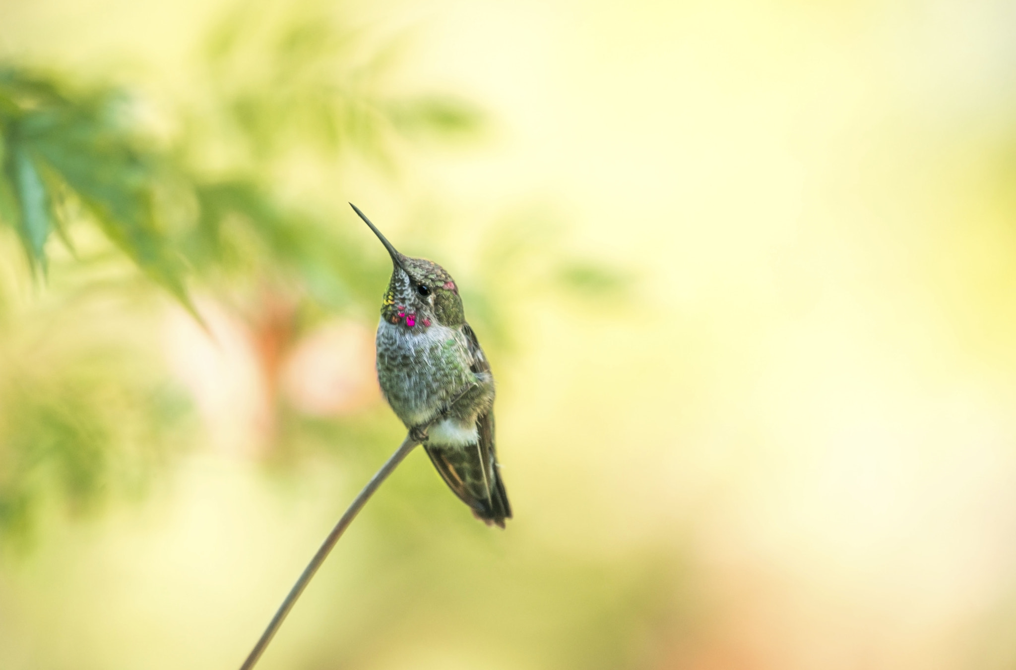 Nikon AF-S Nikkor 200-500mm F5.6E ED VR sample photo. Resting photography