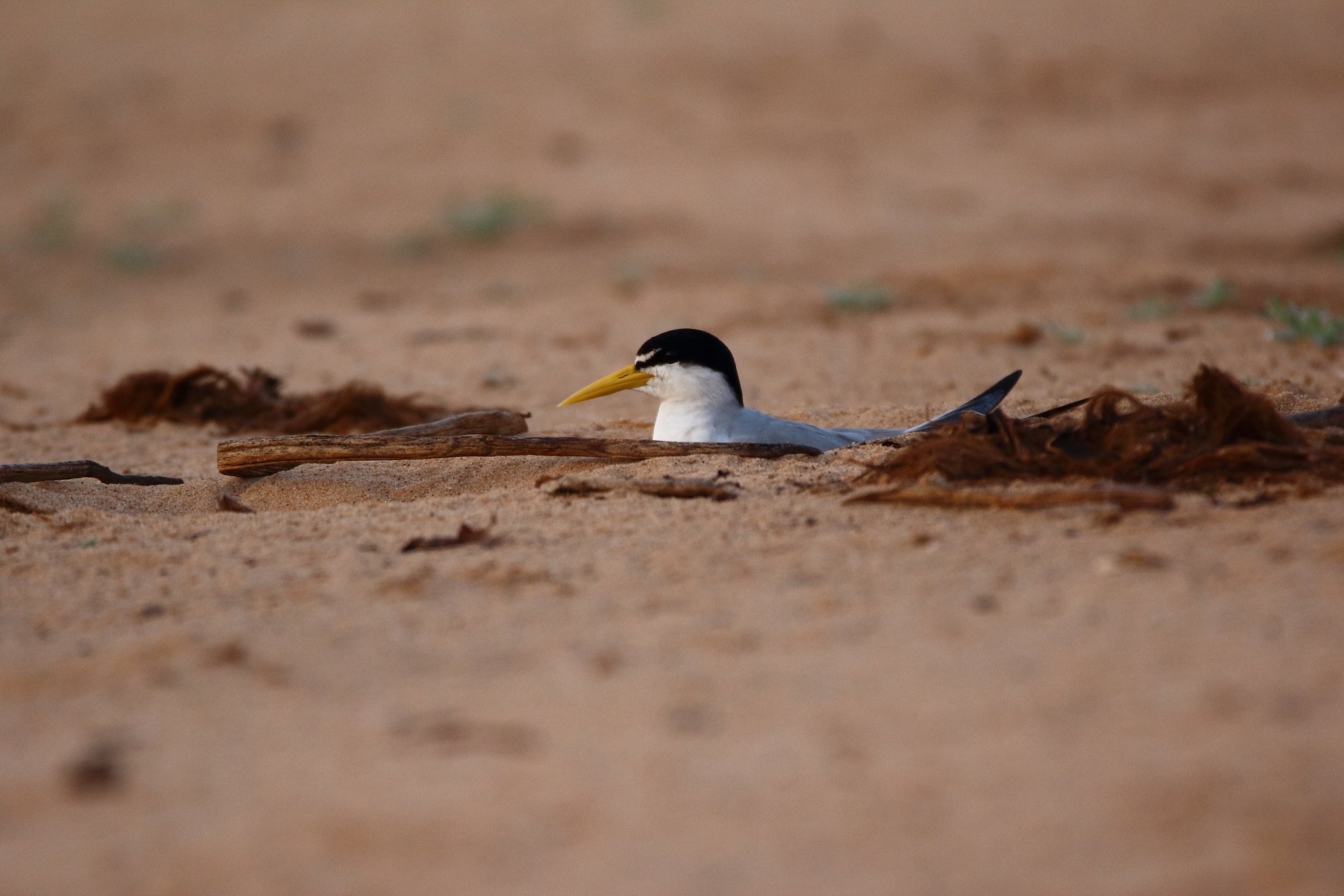 Sigma 150-600mm F5-6.3 DG OS HSM | C sample photo. Gaivota do pantanal photography