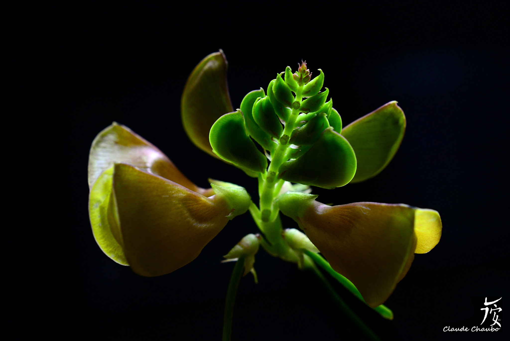 Nikon AF-S DX Micro Nikkor 40mm F2.8 sample photo. A grass flower photography