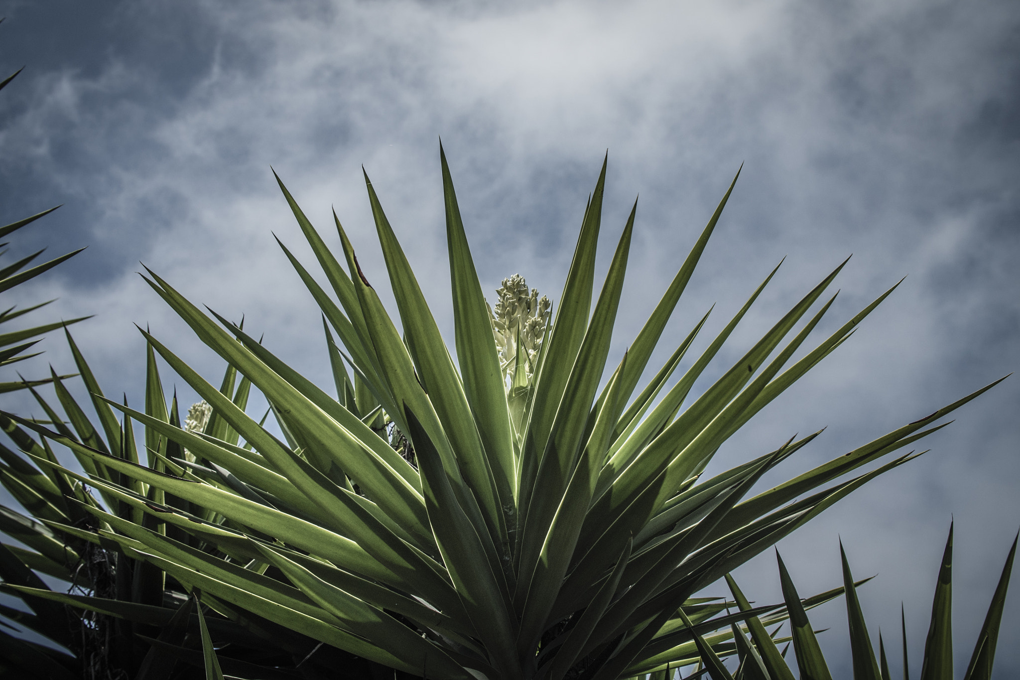 Canon EF 24-105mm F4L IS USM sample photo. Yucca gloriosa photography