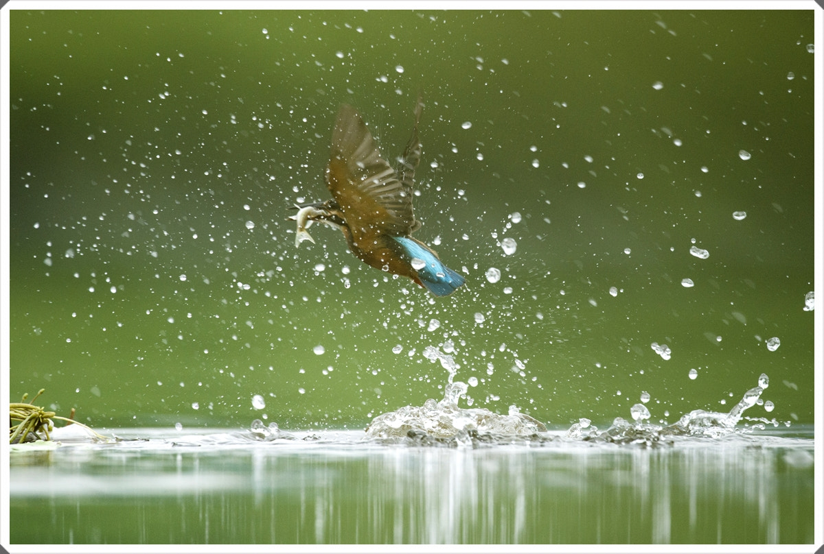 Nikon D4S + Nikon AF-S Nikkor 600mm F4G ED VR sample photo. Kingfishers photography