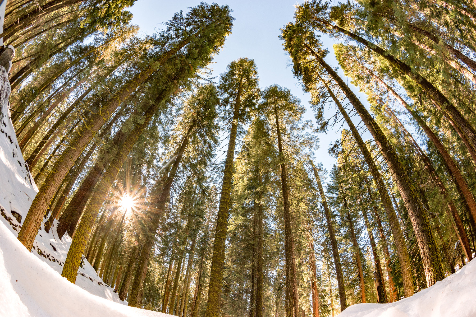 Samsung NX 10mm F3.5 Fisheye sample photo. Oh sequoia photography