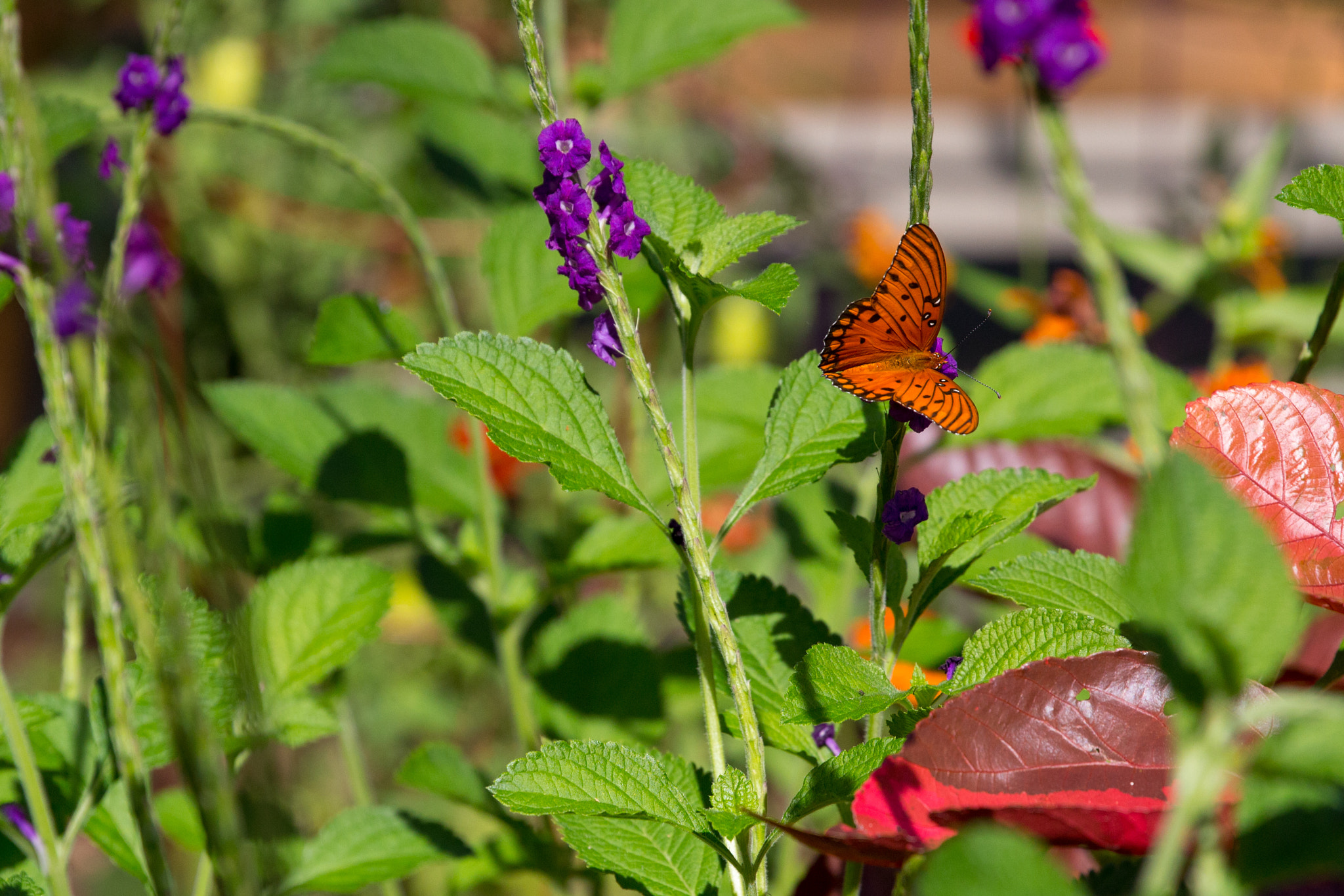 Canon EOS 650D (EOS Rebel T4i / EOS Kiss X6i) sample photo. Butterfly photography