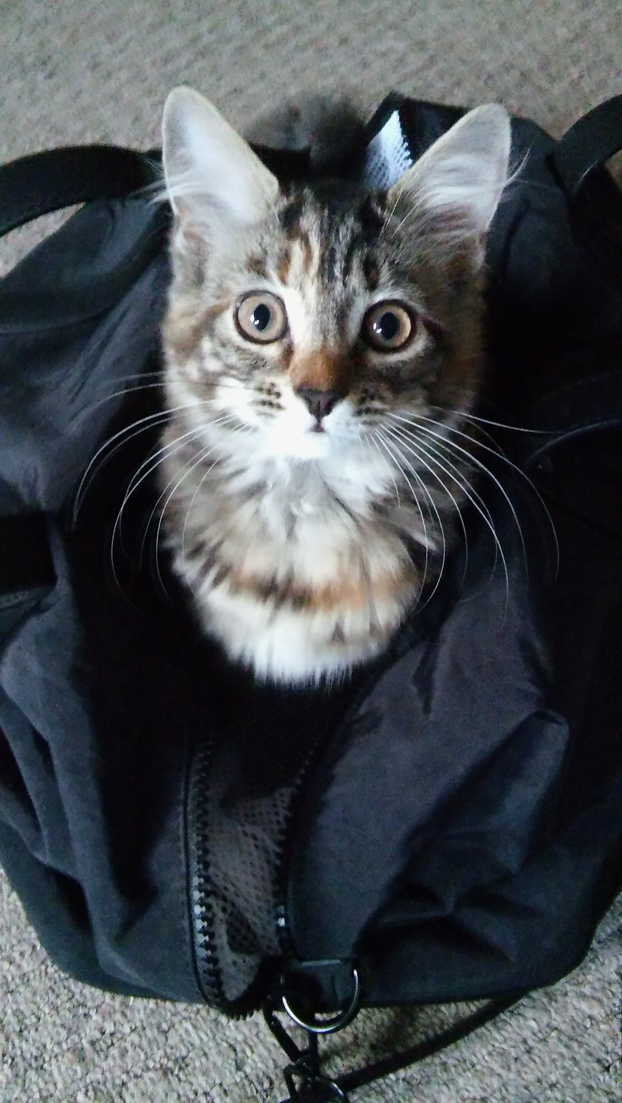 LG SPIRIT 4G LTE sample photo. Cat in bag... photography