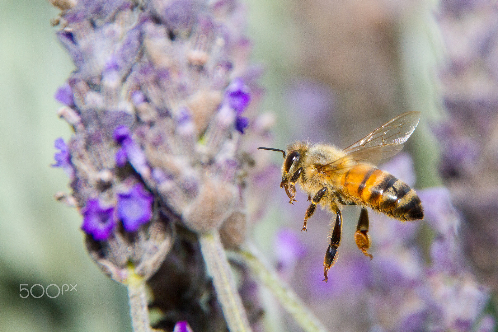 Canon EOS 7D + Tamron AF 18-250mm F3.5-6.3 Di II LD Aspherical (IF) Macro sample photo. Honey bee and lavender photography