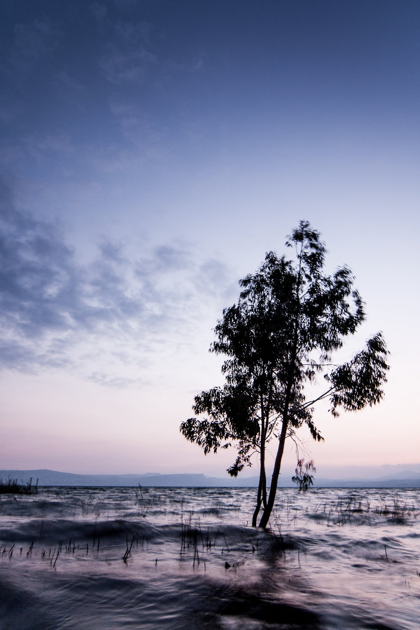 Tokina AT-X Pro 12-24mm F4 (IF) DX sample photo. Kinneret tree photography
